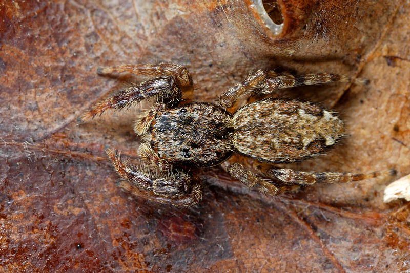 Marpissa muscosa e Nuctenea sp.